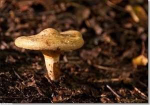 sized_Paddenstoelen83-01404141415 oktober 200915 oktober 2009-Edi