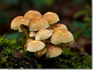 sized_Paddenstoelen84-01504151515 oktober 200915 oktober 2009-Edi