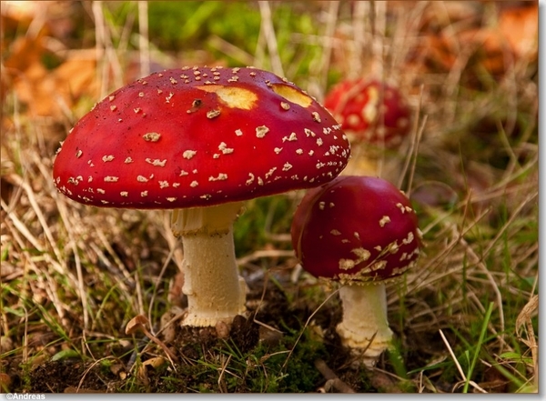 sized_Paddenstoelen92-02305030315 oktober 200915 oktober 2009-Edi