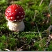 sized_Paddenstoelen95-02605060615 oktober 200915 oktober 2009-Edi