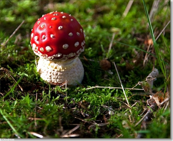 sized_Paddenstoelen95-02605060615 oktober 200915 oktober 2009-Edi