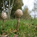 Grote parasolzwam