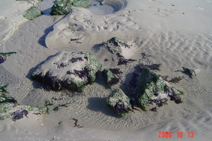 Bij eb blijven er kleine 'vijvertjes' achter