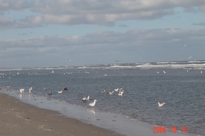 Meeuwen die langs de waterlijn schelpdieren zoeken