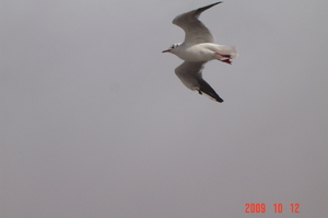 In vogelvlucht