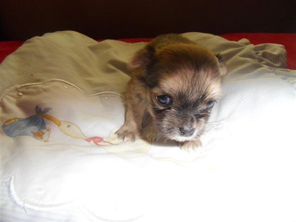 chihuahua reutje 4 weken oud