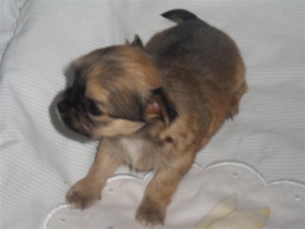 chihuareutje 4 weken