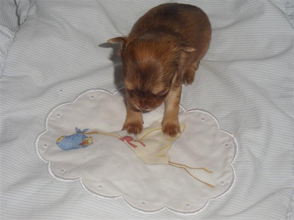 chihuahua teefje 4 weken oud