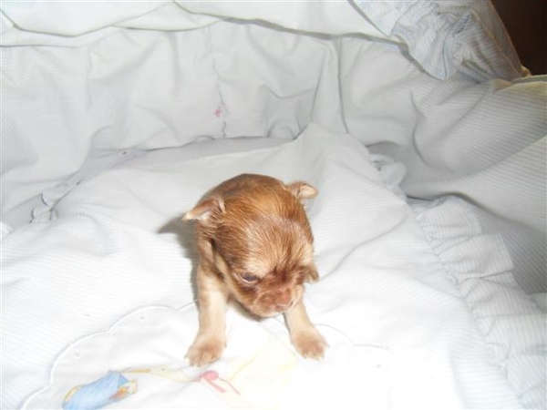 chihuahuateefje 4 weken oud