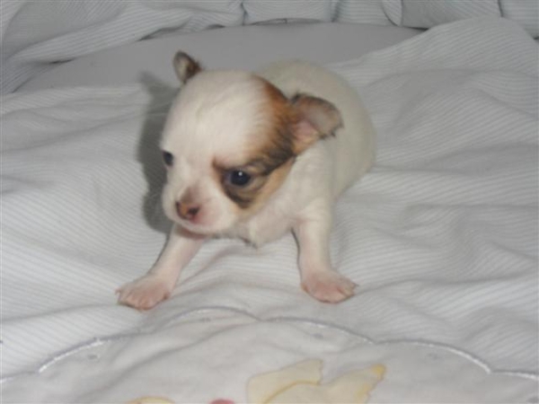 chihuahuateefje 4 weken