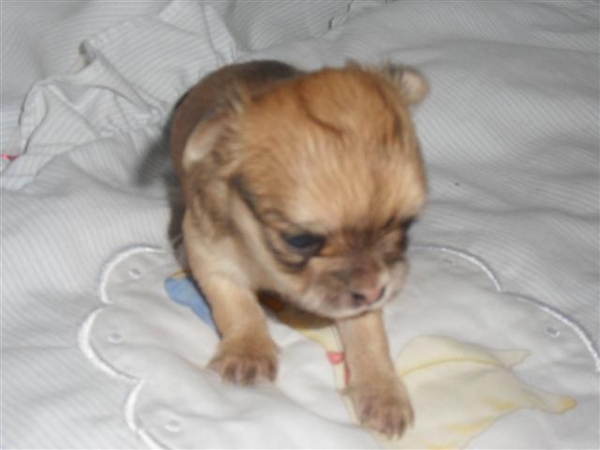 chihuahua teefje