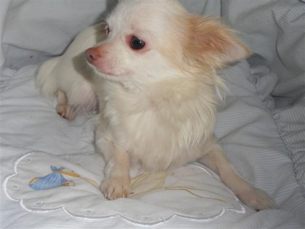 Duchi chihuahua
