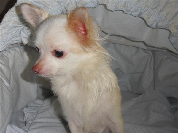 chihuahua