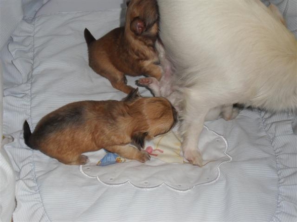 zogende pups