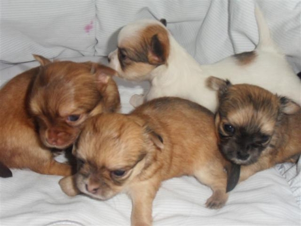 chihuahua pups