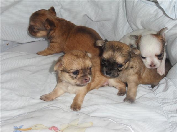 chihuahua pups