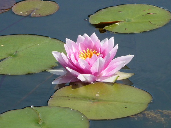 waterlelie, waterplant, vijver