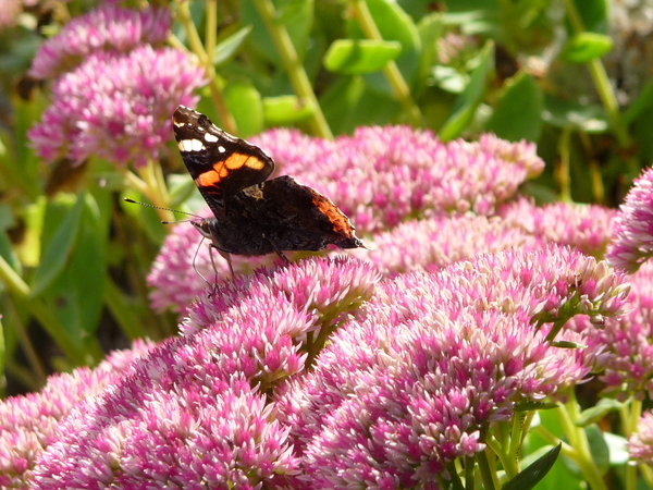bloem, bloemen, vaste, plant, sedum, hemelsleutel, rose, vlinder