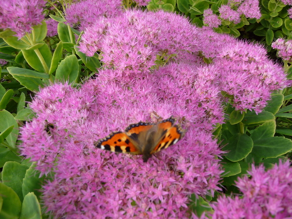vlinder, bloem, bloemen, roze, groen, natuur, sedum, hemelsleutel