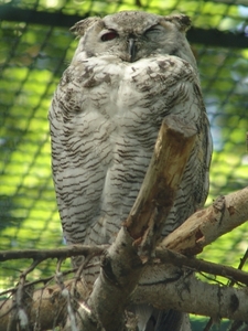 Berlin-Tierpark