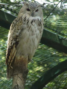 Berlin-Tierpark