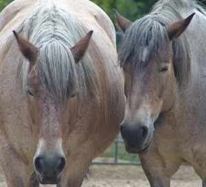 Berlin-Tierpark