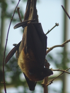 Berlin-Tierpark