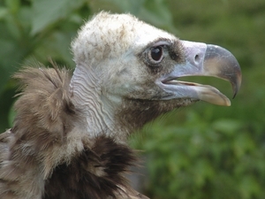 Berlin-Tierpark