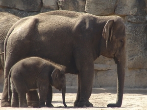 Berlin-Tierpark