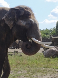 Berlin-Tierpark