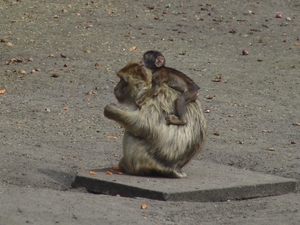 Berlin-Tierpark