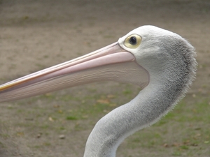 Berlin-Tierpark