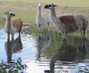 Berlin-Tierpark