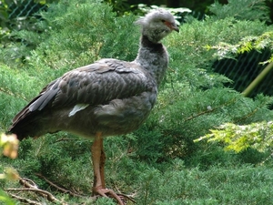 ZooParc Beauval in St-Aignan
