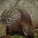 ZooParc Beauval in St-Aignan