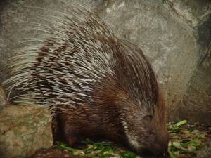 ZooParc Beauval in St-Aignan