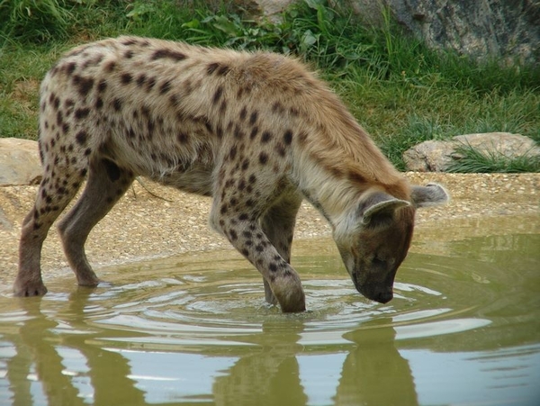 ZooParc Beauval in St-Aignan