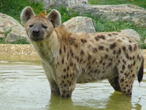 ZooParc Beauval in St-Aignan