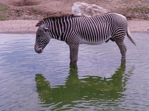 ZooParc Beauval in St-Aignan