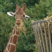 ZooParc Beauval in St-Aignan