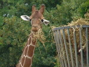 ZooParc Beauval in St-Aignan