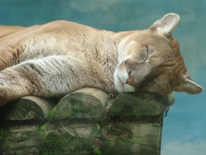 ZooParc Beauval in St-Aignan