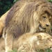 ZooParc Beauval in St-Aignan