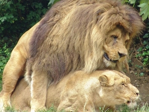 ZooParc Beauval in St-Aignan