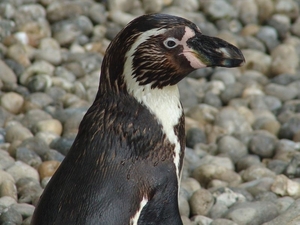 ZooParc Beauval in St-Aignan