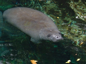 ZooParc Beauval in St-Aignan