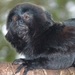 ZooParc Beauval in St-Aignan