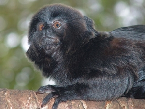 ZooParc Beauval in St-Aignan