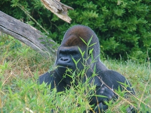 ZooParc Beauval in St-Aignan