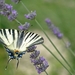 ZooParc Beauval in St-Aignan